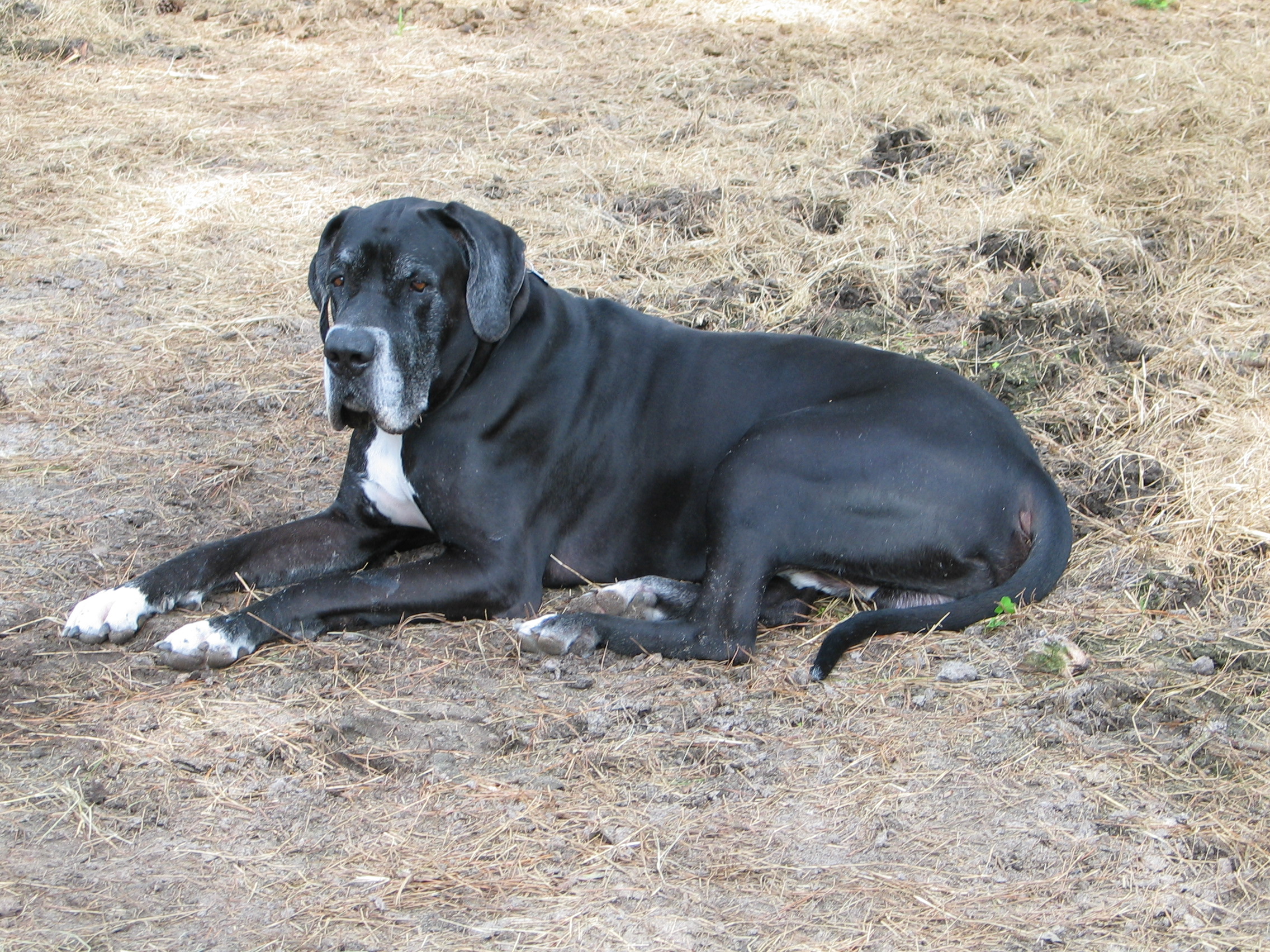 Grendel